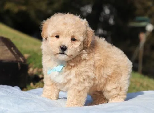Beautiful Maltipoo Puppies looking for 5  homes