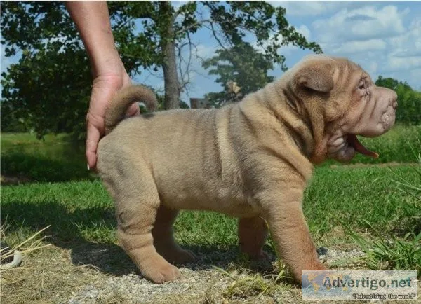 Lovely pure breed Chinese Shar Pei puppies Ready