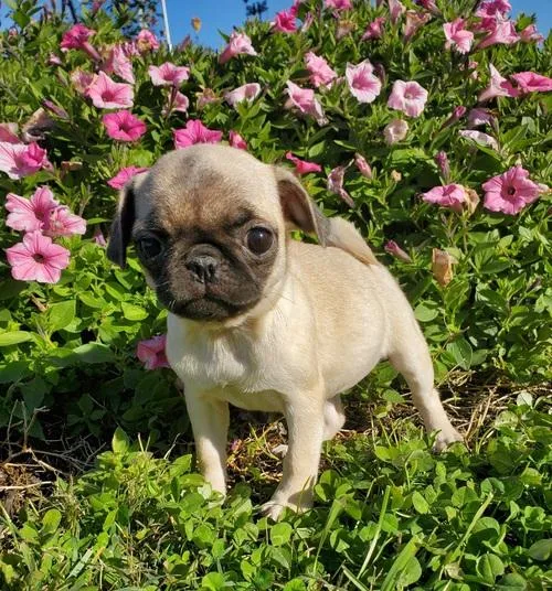 Pug Puppies AKC Registered