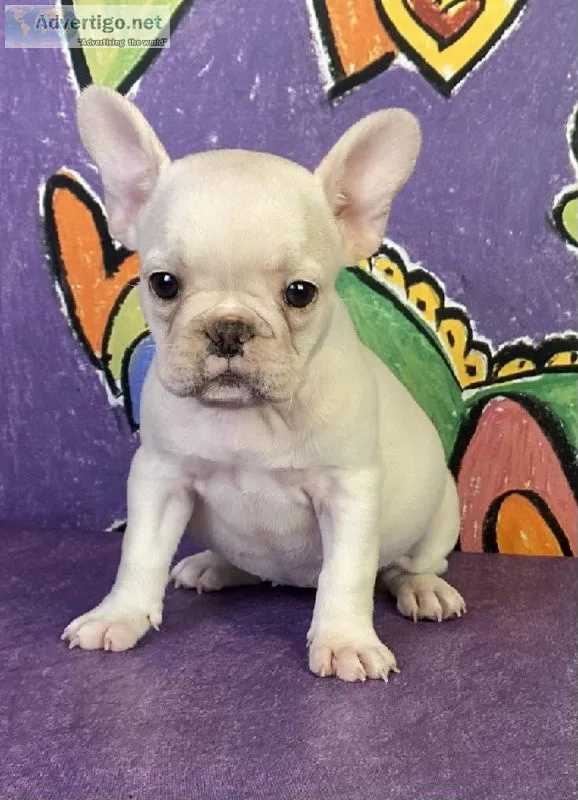 Honey French bulldog