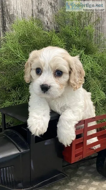 Cavachon girls and boys