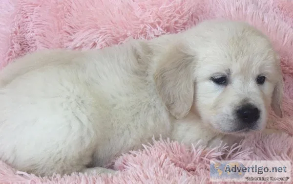 2 female Golden Retriever Puppie