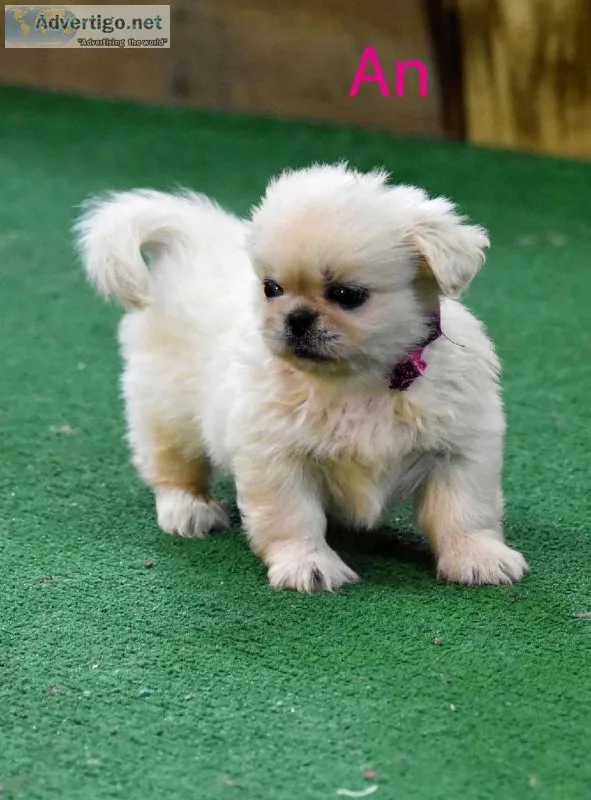 STUNNING LITTLE PEKINGESE