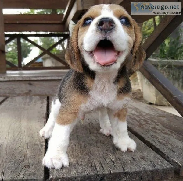 Beagle Puppies