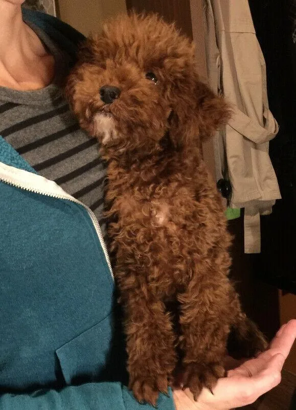 Red TINYtoy and toy poodle puppies Purebred High-Quality