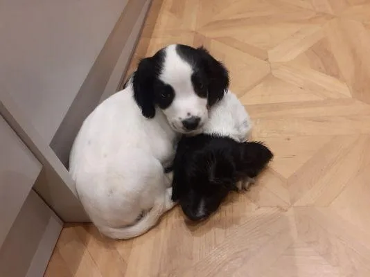 English Springer Spaniel&nbsp Pups Ready Now