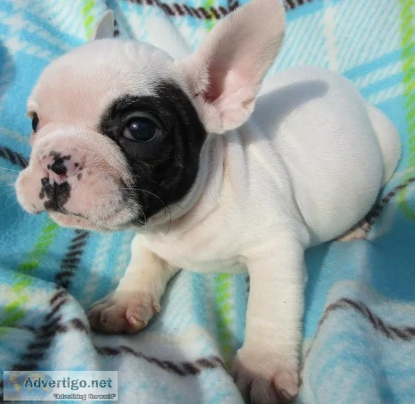 2 Frenchie -Females