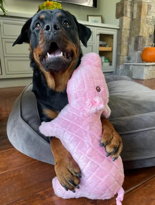 Shop Online Tough Piglet Toy for Dogs - The Dog s Human