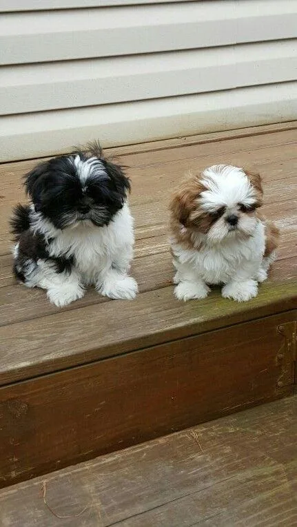 Kareen Shih Tzu Puppies Available