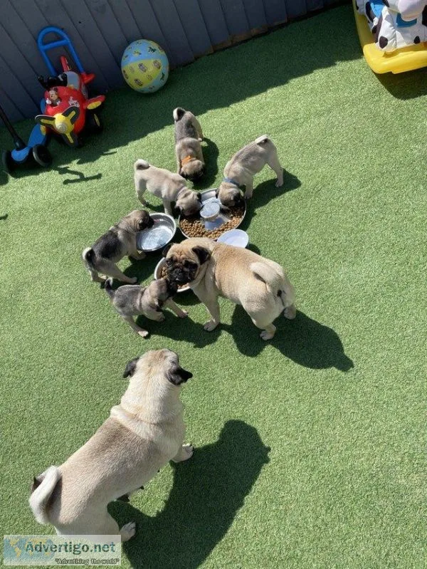 PUG PUPPIES 10 weeks old READY TO GO