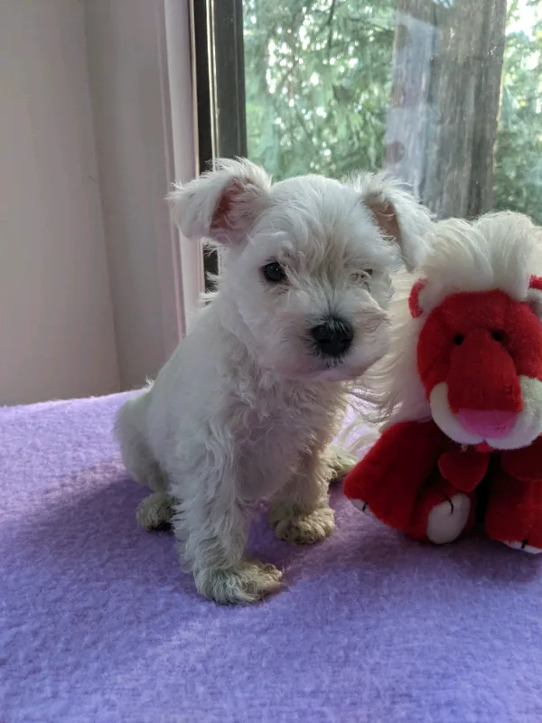 ADORABLE PURE MINI SCHNAUZER 