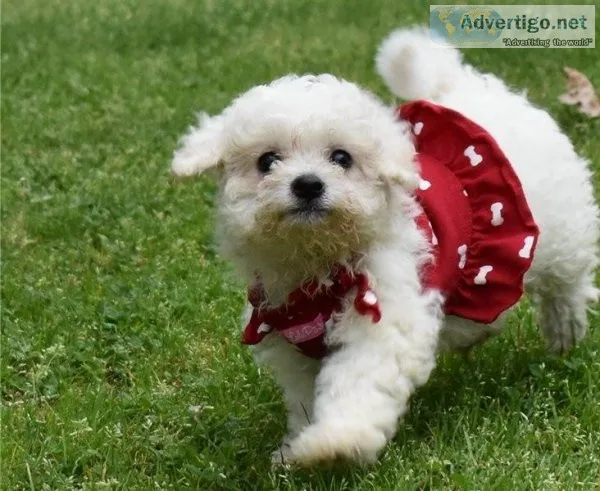 Excellent Bichon Frise Ready For Sale