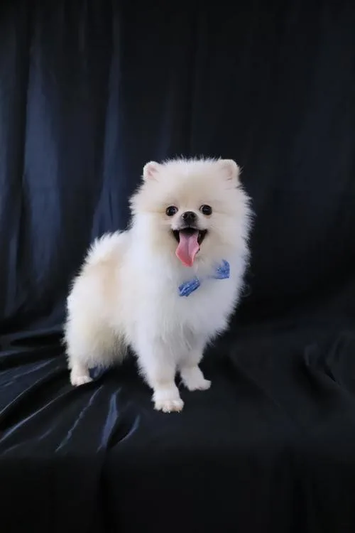 white Pomeranians Boy and Girl