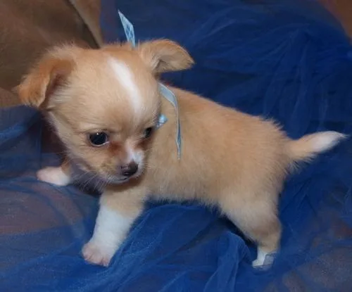 Chihuahua Puppies For Lovely Homes