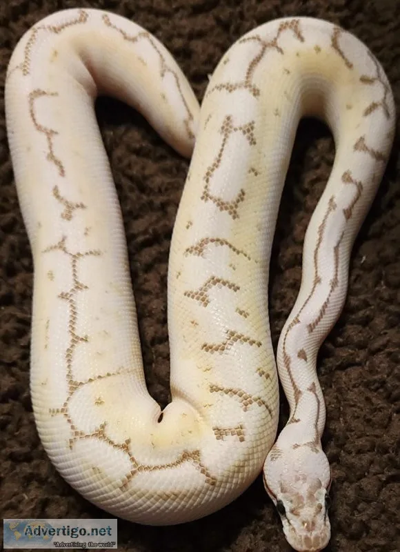 Super pastel spider pinstripe lesser het clown Ball python