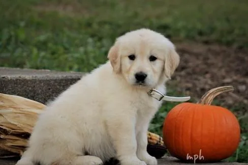 Adorable Golden Retrievers Puppies