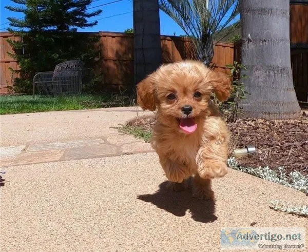 Gorgeous cavapoo puppies for sale 4 lil boys
