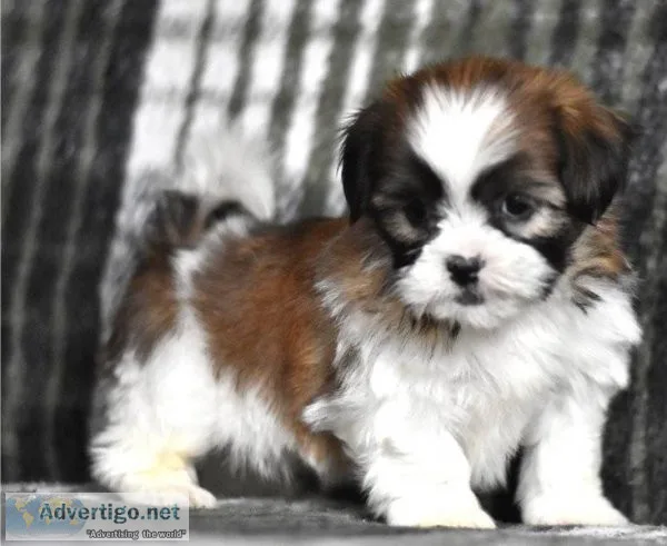 Adorable Male And Female Shih Tzu Puppies Ready