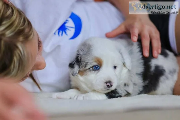 Blue Merle Miniature Australian Shepherds