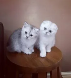 Lovely Scottish Folds