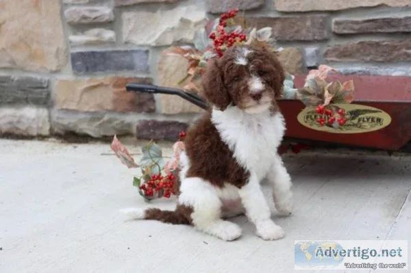 Hersey Sheepadoodle