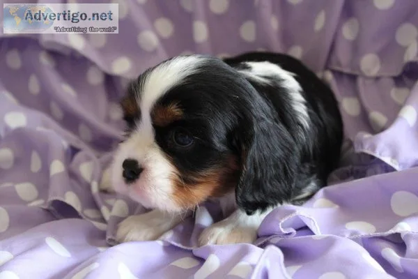 Cavalier King Charles Spaniel Puppies ready