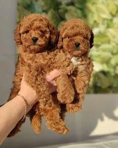 Adorable Brown Poodle Puppies
