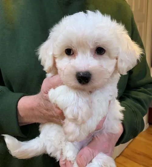 Stunning Cavapoochon puppies ready to leave -)