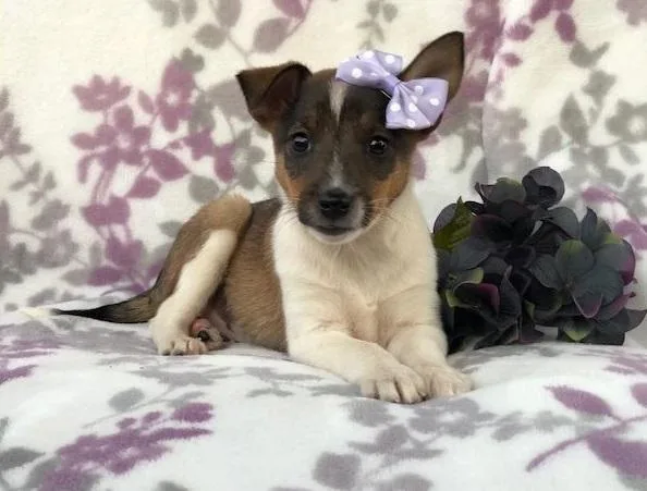 American Foxhound Puppies Ready Now