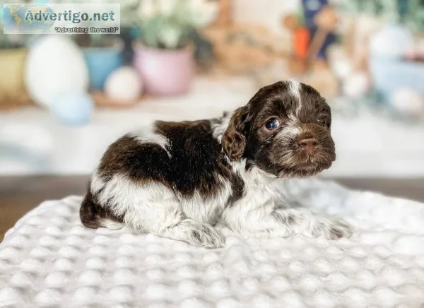 beautiful chocolate parti F1 Cockapoo
