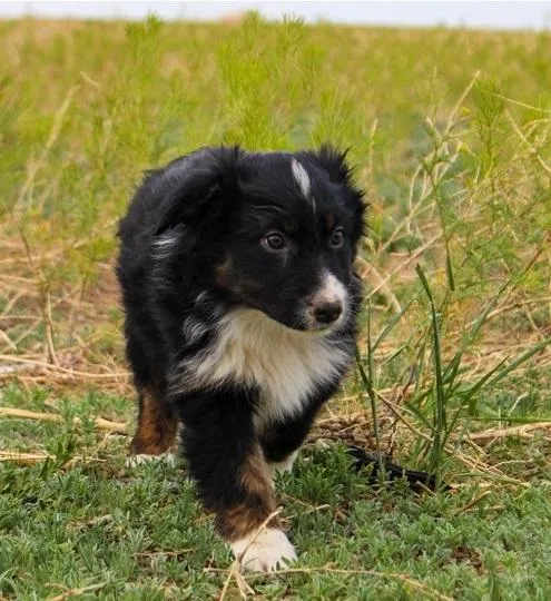 Australian Shepherd Puppies Now Available