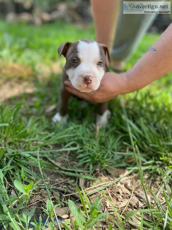 Pitbull puppies