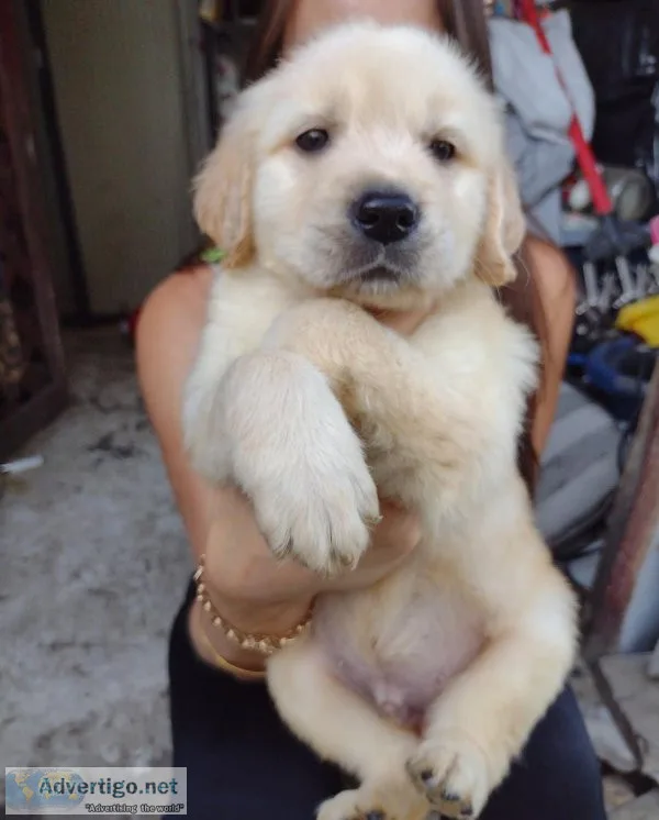 Golden Retriever Puppies