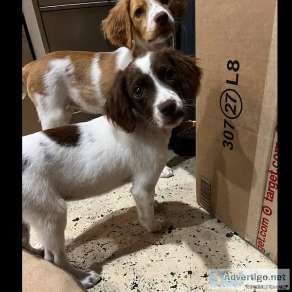 Smart ass Brittany puppies now
