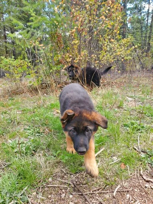Registered German Shepherd puppies