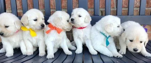 Tennessee Golden Retrievers Puppies- Adopt the Cutest One