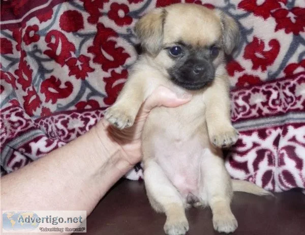 Brussels Griffon Puppies Ready Now