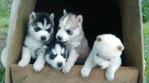Cute Husky Puppies