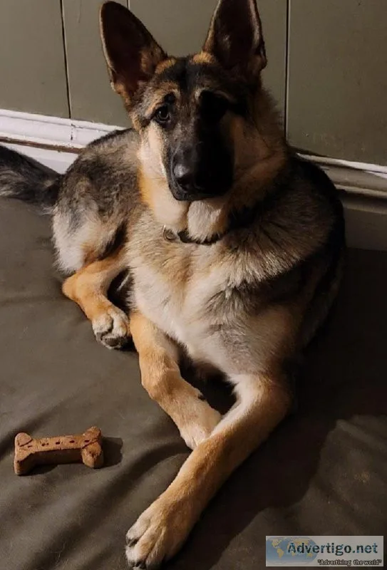 German Shepherd