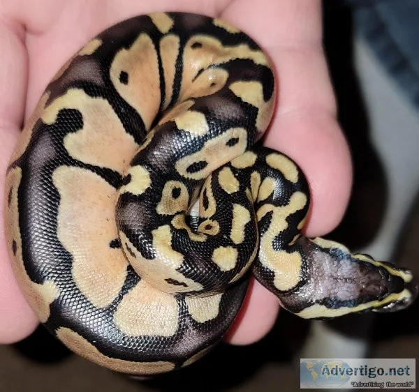 Pastel blade het clown Ball python