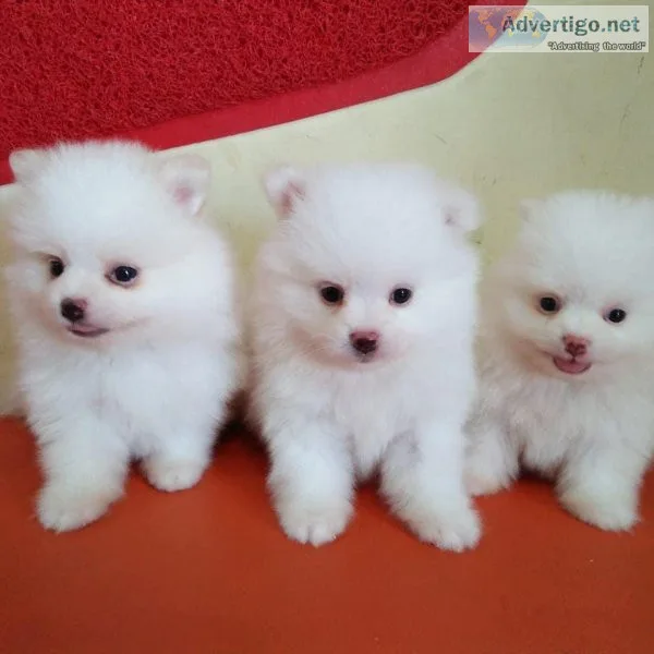 Adorable Pomeranian Puppies