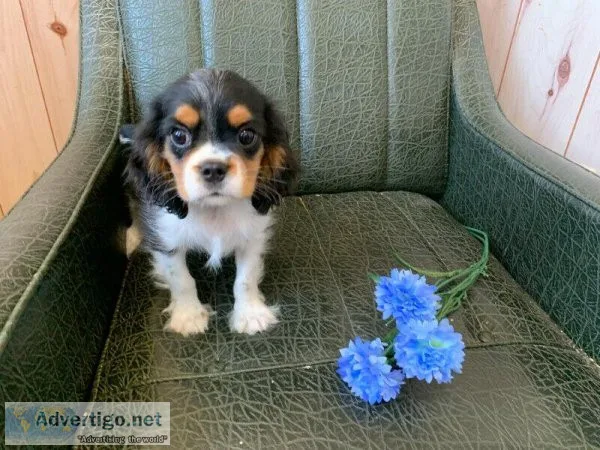 3 mini Cavapoo X puppies So cute