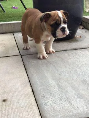 Gorgeous English Bulldog puppies available