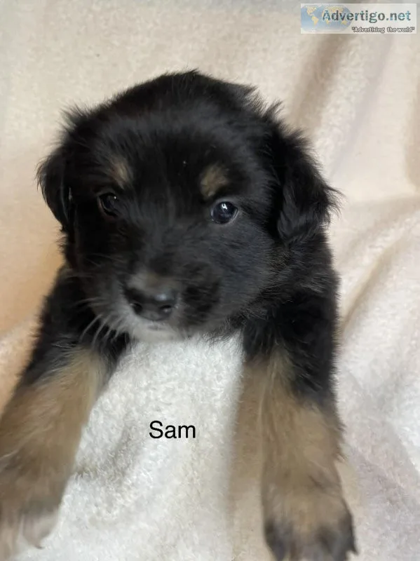 Aussiedoodle F1b