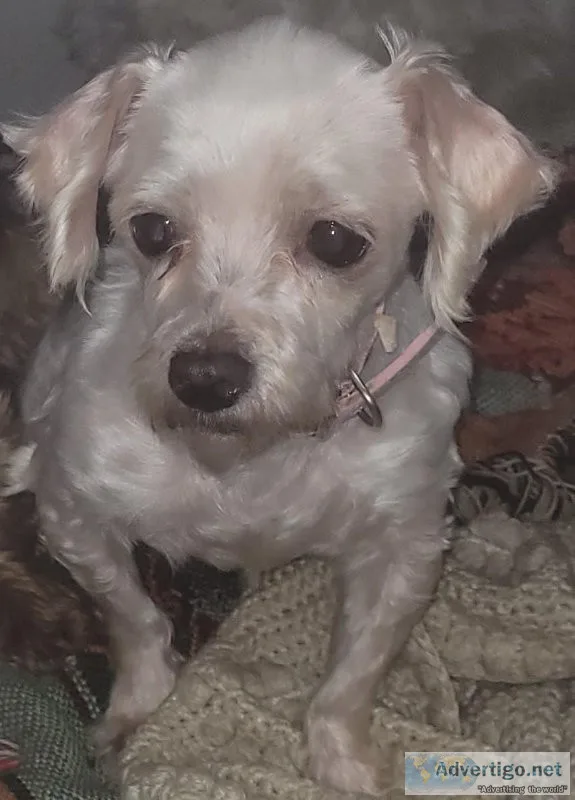 Female Maltese