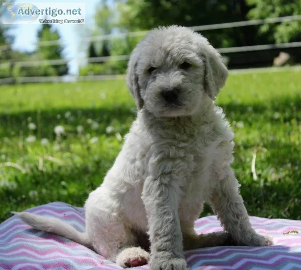 Best ever Labradoodle puppies now