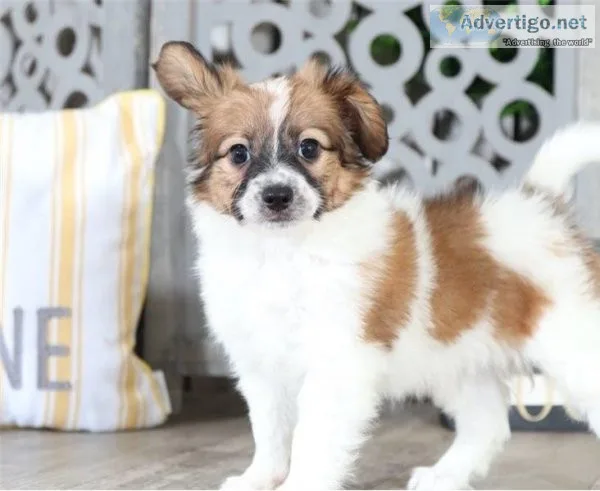 Lovable and Friendly Papillon Pups For Sale