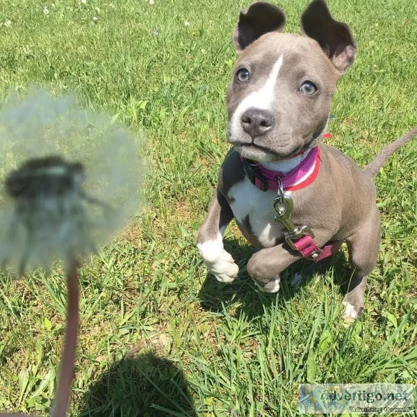 American Pit Bull Terrier Pups Now Ready