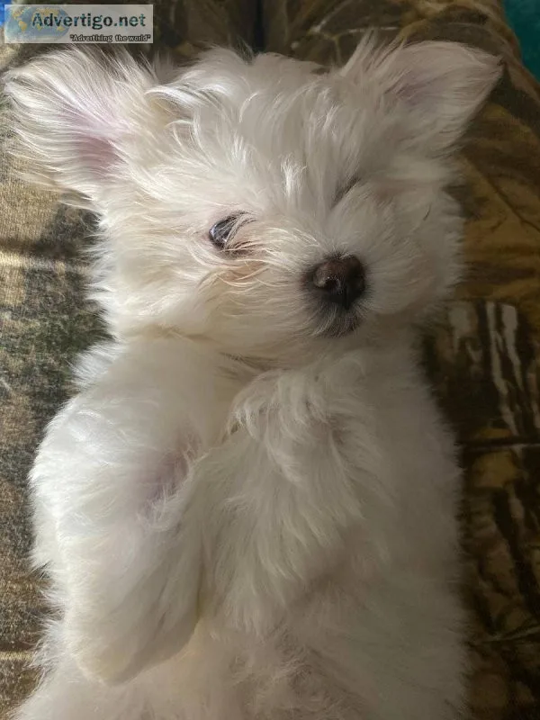 sweetest Maltese puppies forever home.
