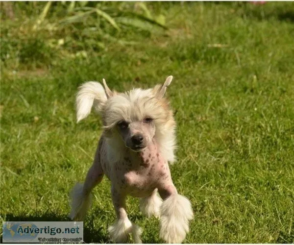 Quality Chinese Crested Pups Ready